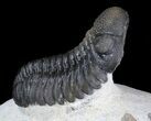 Excellent, Morocops Trilobite - Foum Zguid, Morocco #36489-4